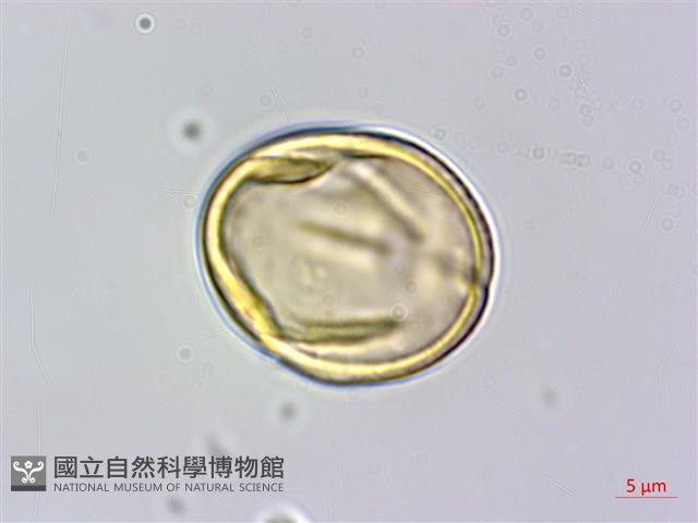 菽草藏品圖，第3張