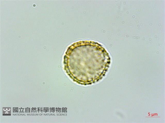 臺灣土防己藏品圖，第3張