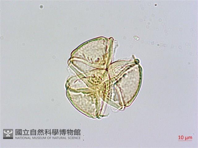 棋盤腳樹藏品圖，第3張