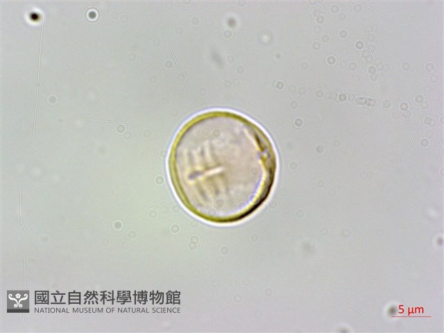 蘭嶼樹蘭藏品圖，第4張