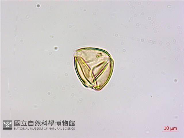 刀葉槲寄生、刀葉桑寄生藏品圖，第3張