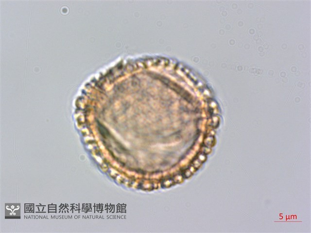 草野氏冬青藏品圖，第4張