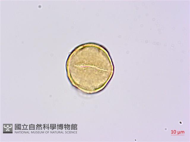 糙毛假地豆藏品圖，第3張