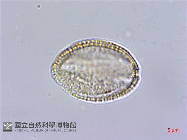風花菜、球果山芥菜藏品圖，第4張