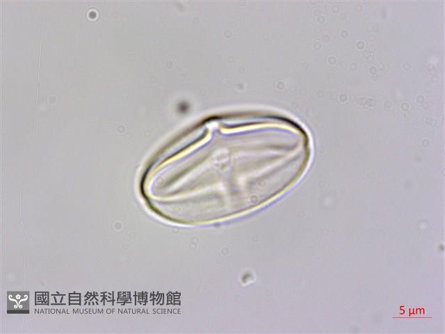 岩生秋海棠藏品圖，第3張