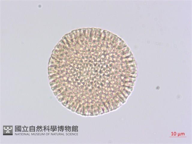 夏香藏品圖，第3張