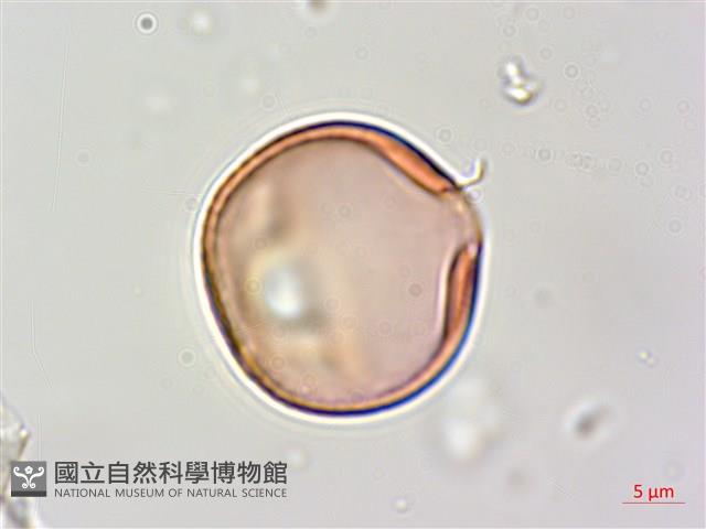 賽芻豆藏品圖，第3張