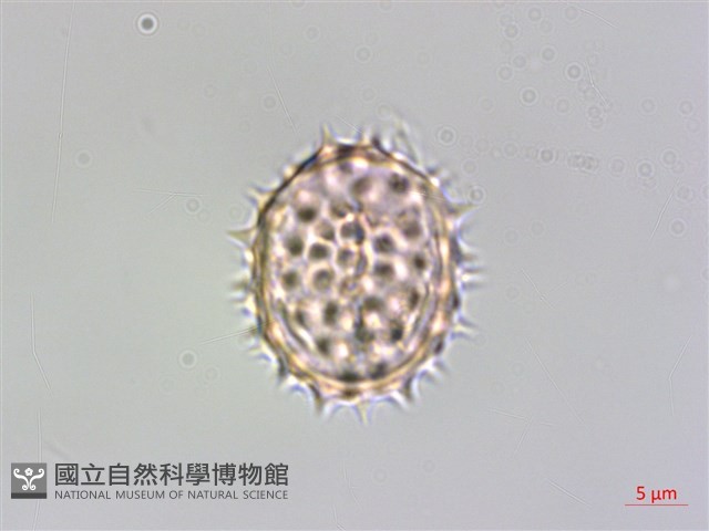 粘毛假蓬藏品圖，第4張