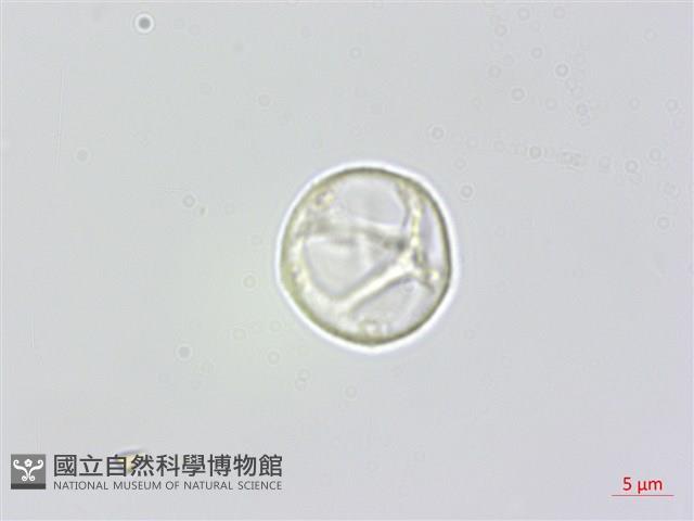 蟲蟻麻藏品圖，第3張