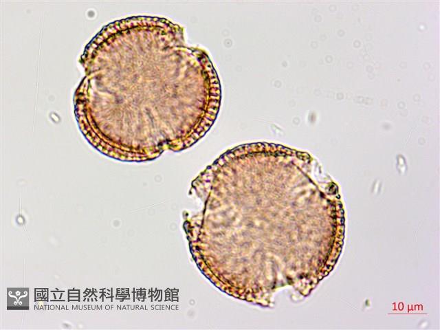 猩猩草藏品圖，第4張