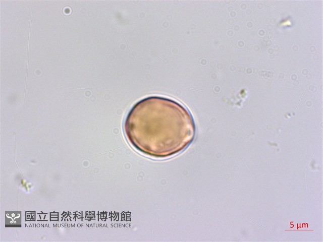 雀梅藤藏品圖，第3張
