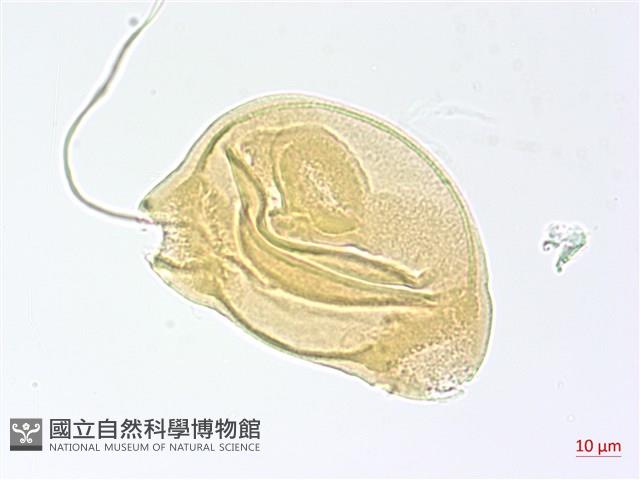 短葉柳葉菜藏品圖，第3張