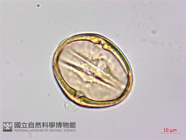 月橘藏品圖，第3張