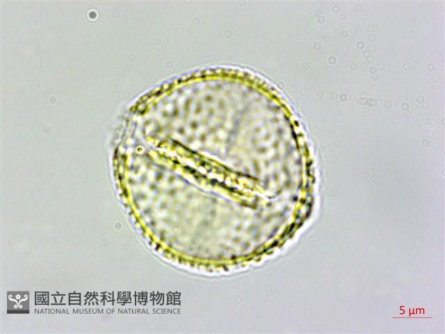 登錄號:S109624藏品圖，第3張