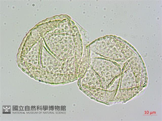 茅瓜藏品圖，第4張