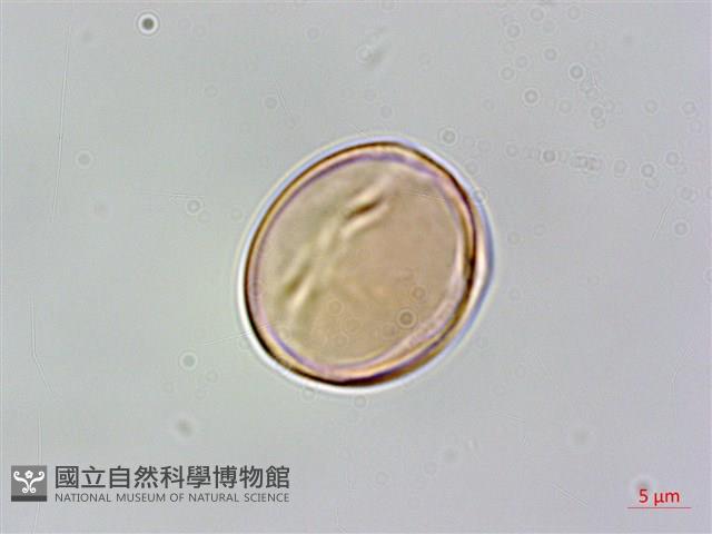 微毛柃藏品圖，第3張