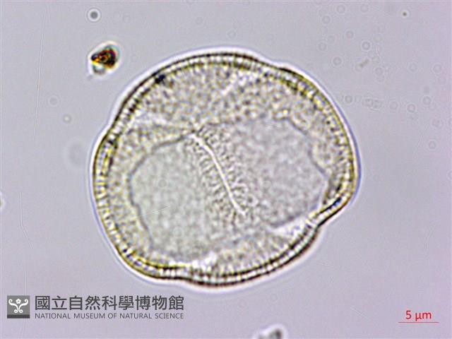 Accession Number:S119524 Collection Image, Figure 4, Total 5 Figures