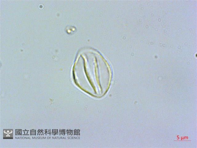 釣狀冷水花藏品圖，第3張