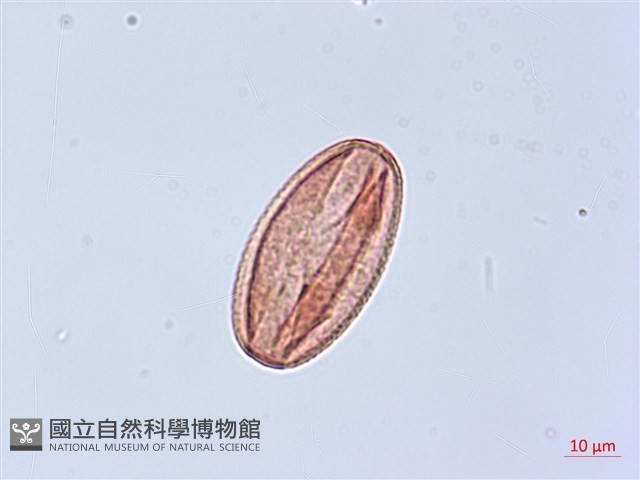 錦美山茶藏品圖，第3張
