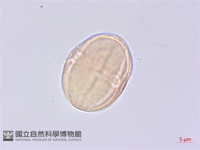 少花水芹藏品圖，第3張