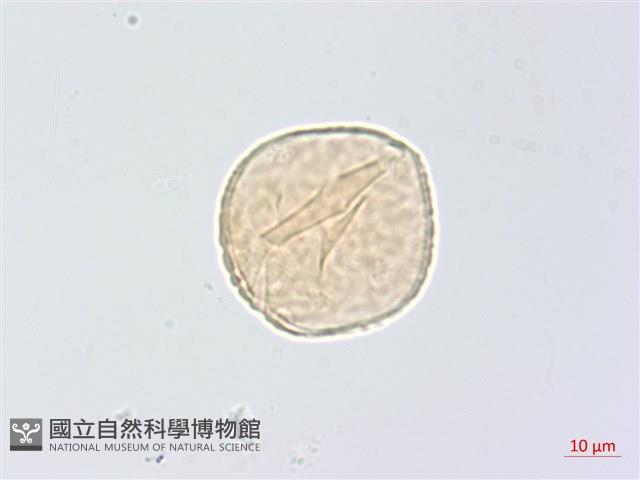 頷垂豆藏品圖，第3張