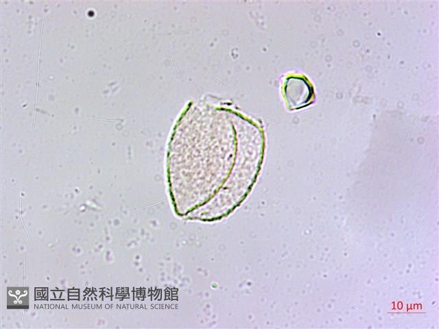 麥門冬藏品圖，第4張
