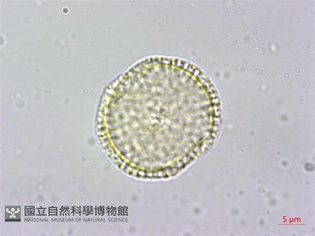 大葉木犀藏品圖，第3張