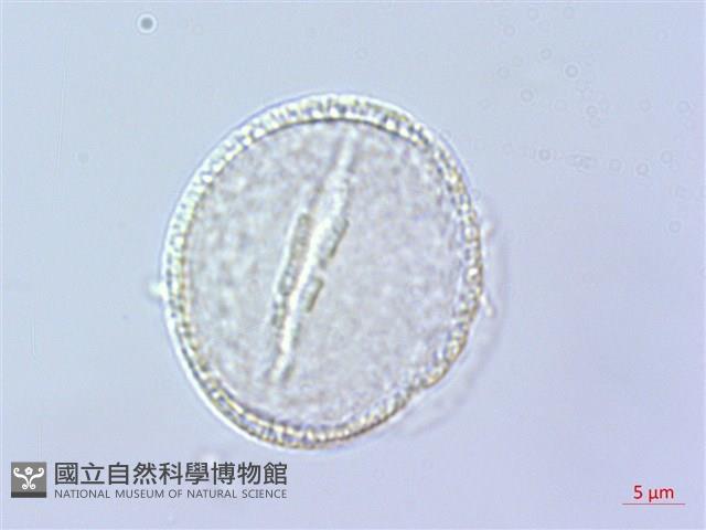 倒地蜈蚣藏品圖，第4張