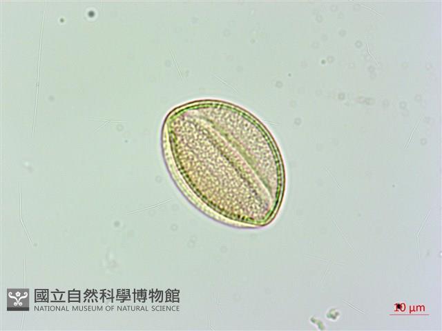 日本商陸、圓果商陸藏品圖，第4張