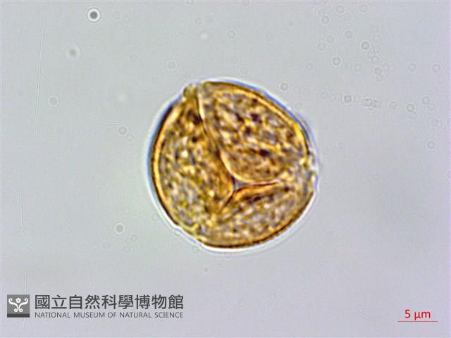 短柄金絲桃藏品圖，第3張