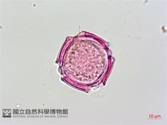 蘭嶼馬蹄花藏品圖，第4張