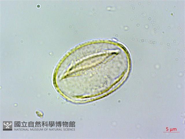 薄葉虎皮楠藏品圖，第4張