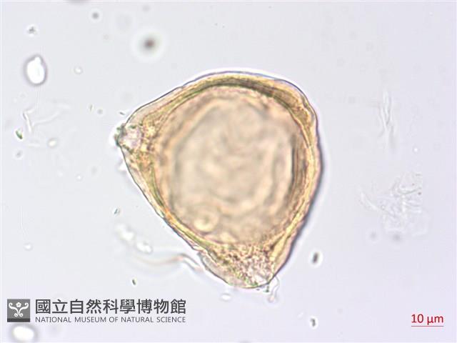 黑龍江柳葉菜藏品圖，第3張