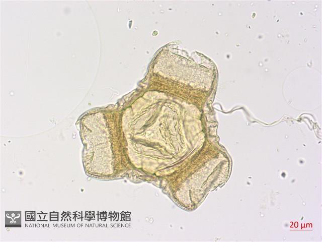 黃花月見草藏品圖，第3張