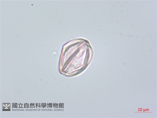台灣牡丹藤、台灣草牡丹藏品圖，第3張