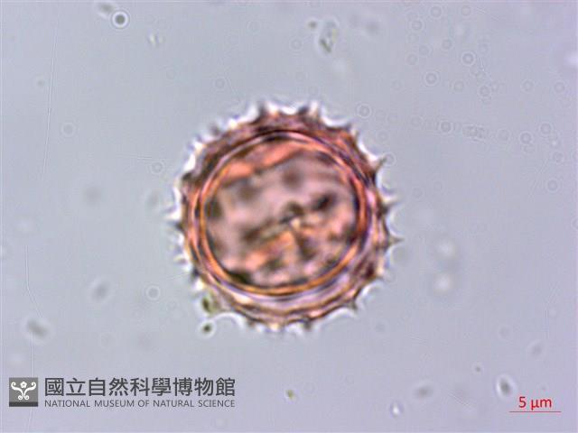 下田菊藏品圖，第4張