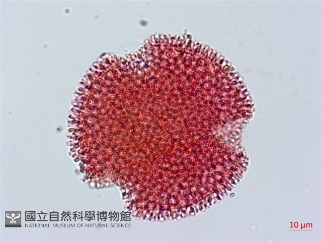 山牻牛兒苗藏品圖，第3張