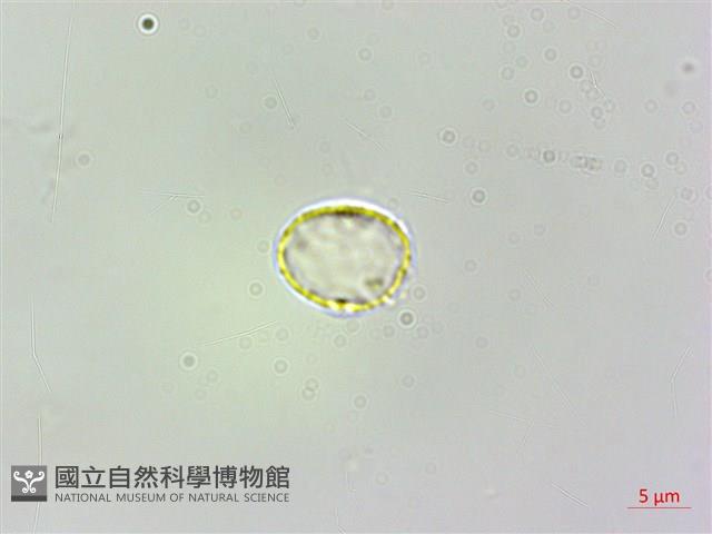 柔毛樓梯草藏品圖，第3張