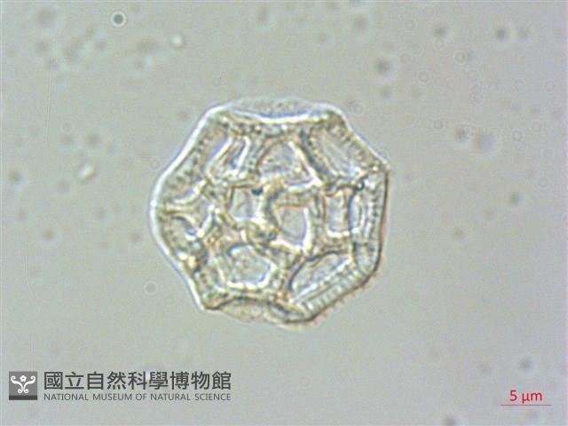 匙葉蓮子草藏品圖，第4張