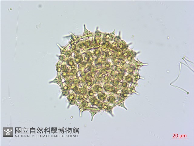 馬鞍藤藏品圖，第3張