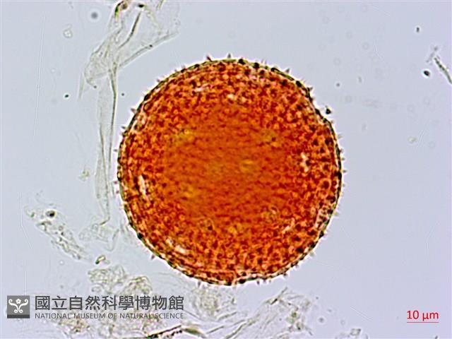 黃細心藏品圖，第3張