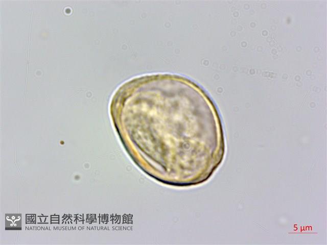 山油麻藏品圖，第3張