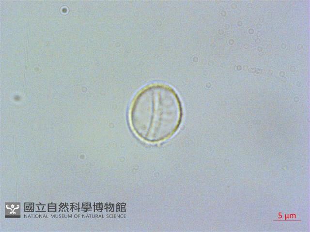 登錄號:S062164藏品圖，第3張