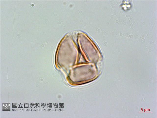 小連翹藏品圖，第3張