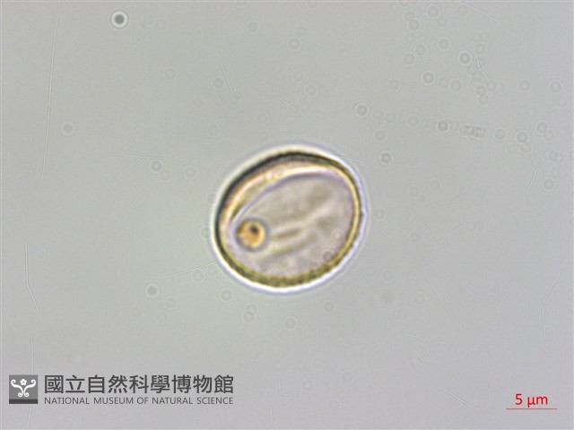春不老藏品圖，第3張