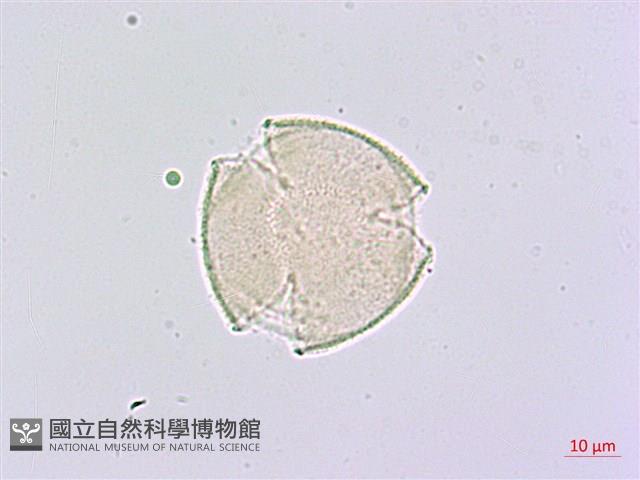 臺灣八角金盤藏品圖，第4張