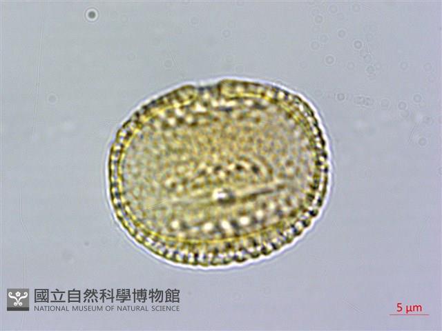 卵葉鱗球花藏品圖，第4張