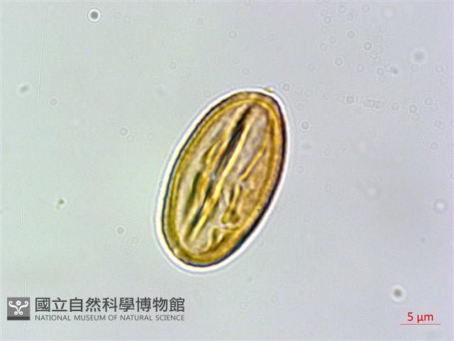 玉山金絲桃藏品圖，第4張