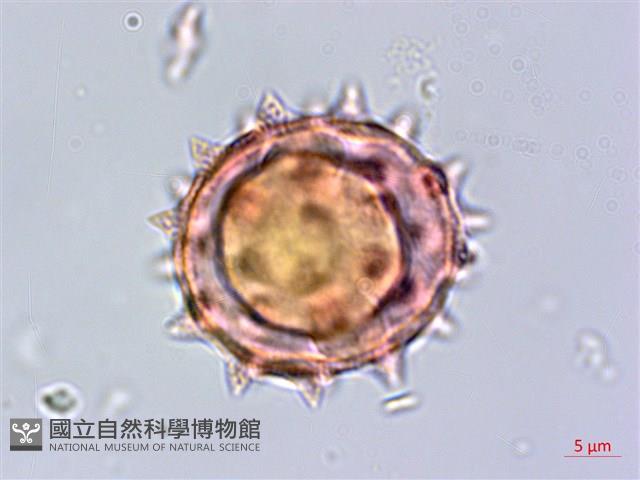 生毛將軍藏品圖，第4張