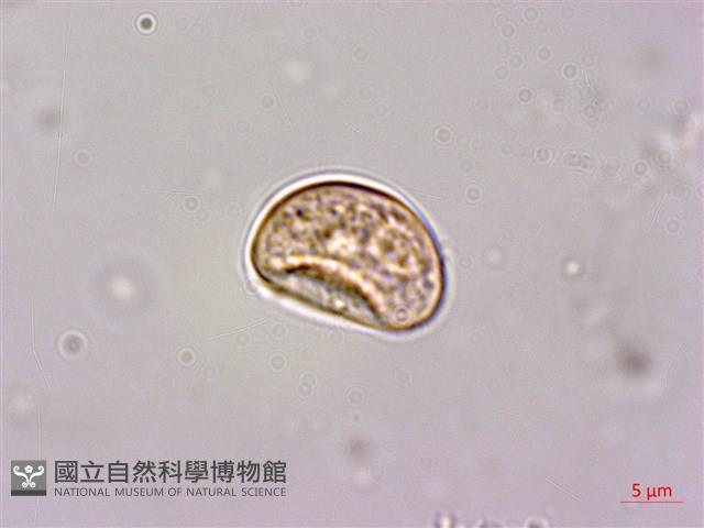 菲律賓扁葉芋、蘭嶼扁葉芋藏品圖，第3張